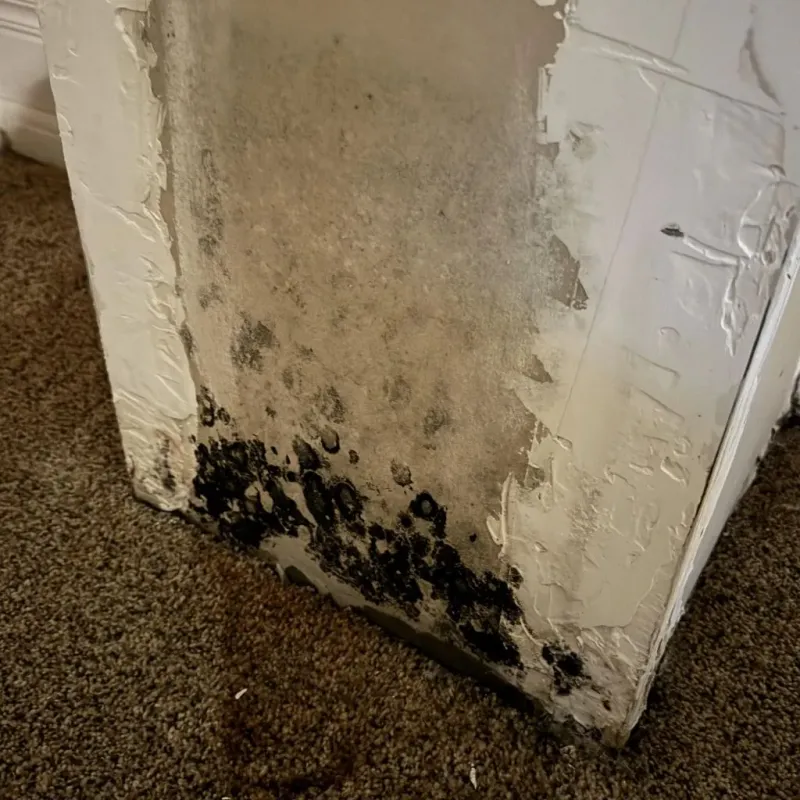 Professional Mold Removal in Benavides, TX